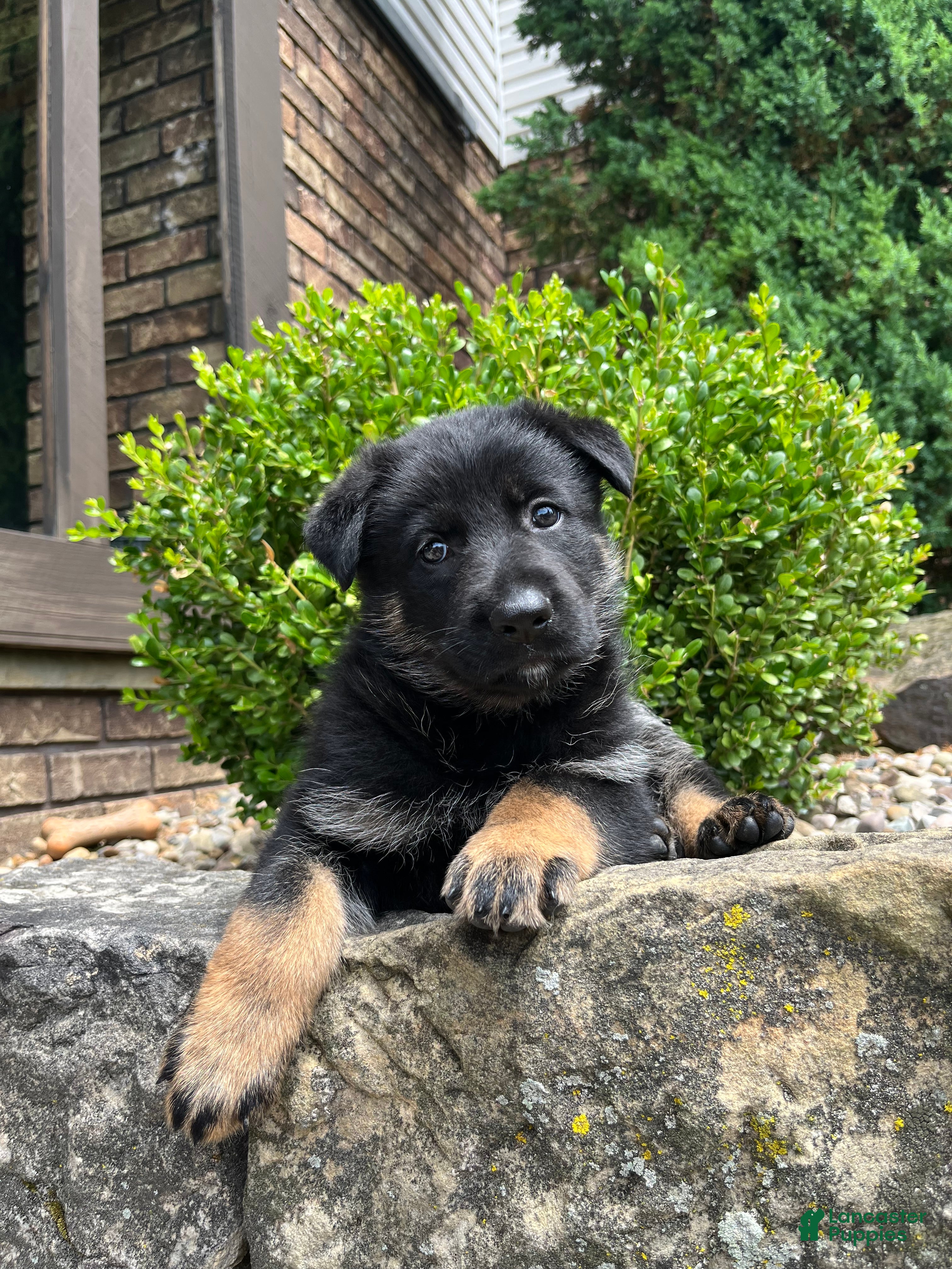 German Shepherd dogs Celia - Ad 2