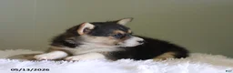 Welsh Corgi Pembroke dogs for sale: Cassie - Ad 5