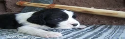English Springer Spaniel dogs for sale: Bandana - Ad 1