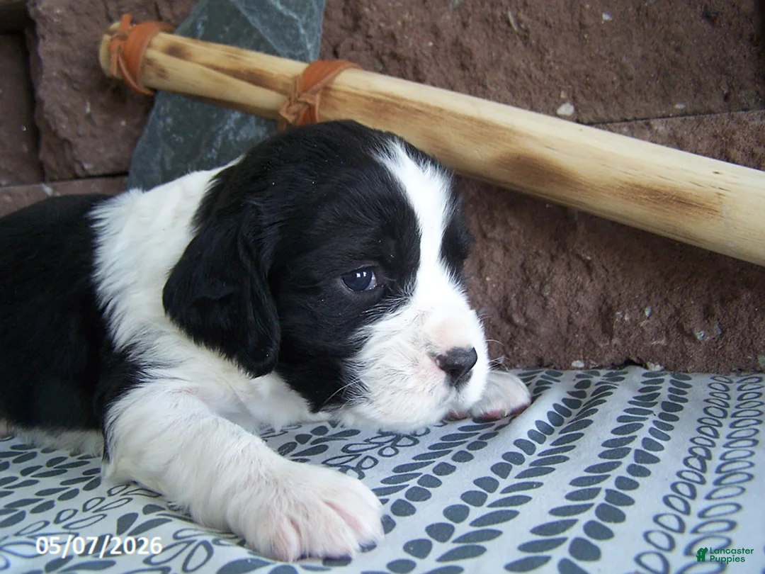 English Springer Spaniel dogs for sale: Bandana - Ad 1
