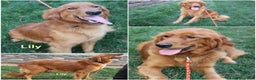 Golden Retriever dogs for sale: Golden Retriever Puppy Cameron - Ad 5