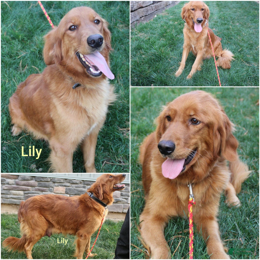 Golden Retriever dogs for sale: Golden Retriever Puppy Cameron - Ad 5