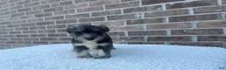 Miniature Schnauzer dogs for sale: Star - Ad 3