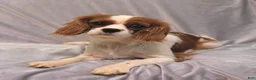 Cavalier King Charles Spaniel dogs for sale: Jade - Ad 6