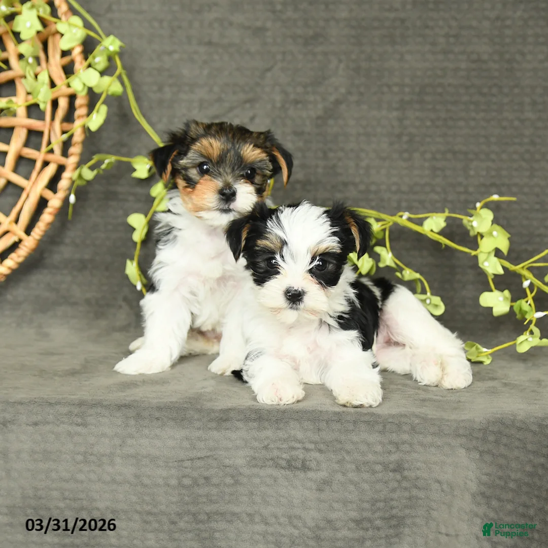 Yorkshire Terrier dogs for sale: Molly - Ad 5