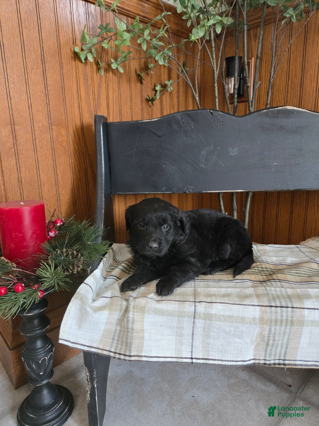 Goldador dogs for sale: Stella  - Ad 2