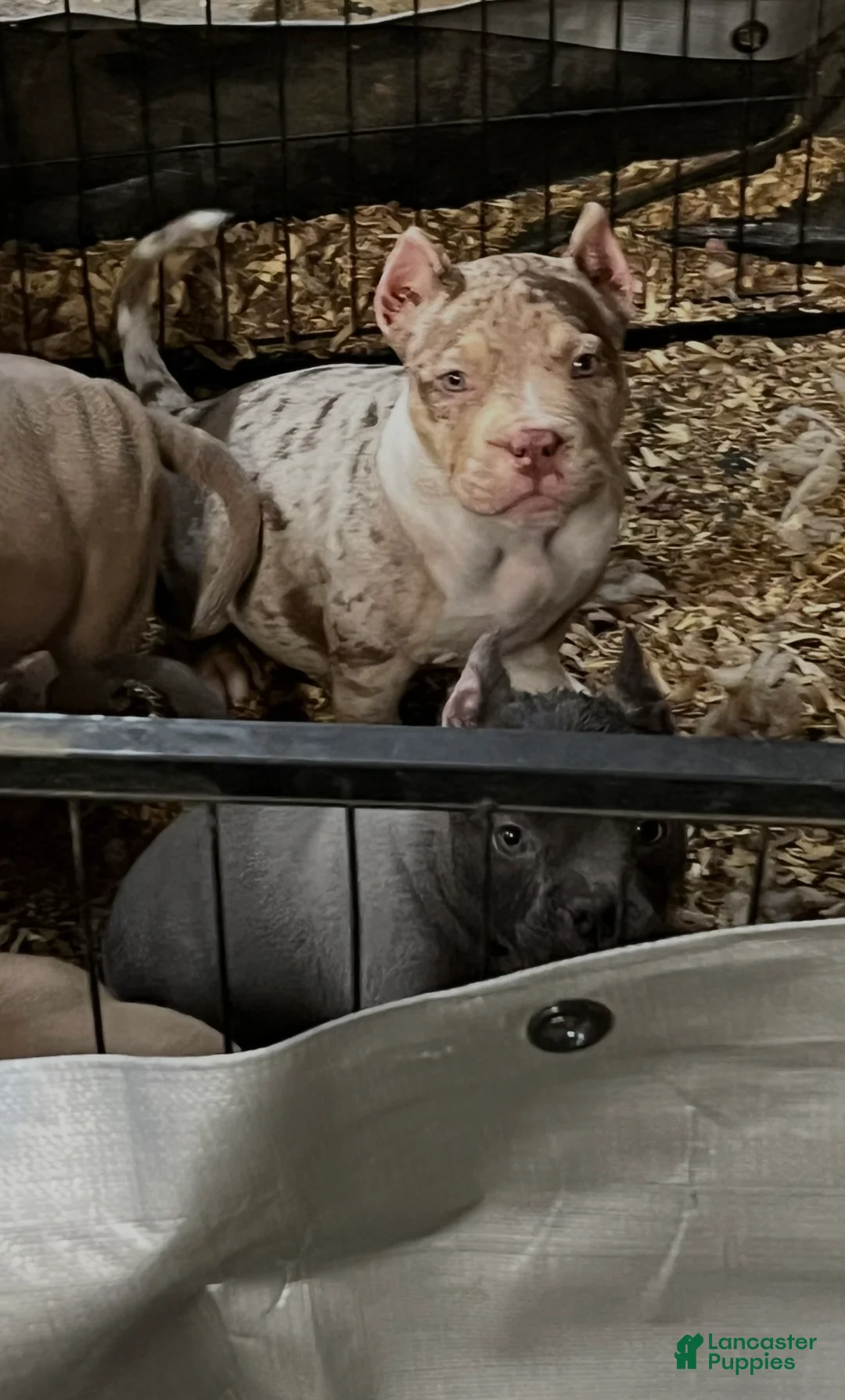American Bully dogs for sale: American Bully Puppy 1 - Ad 1