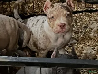 American Bully dogs for sale: American Bully Puppy 1 - Ad 2