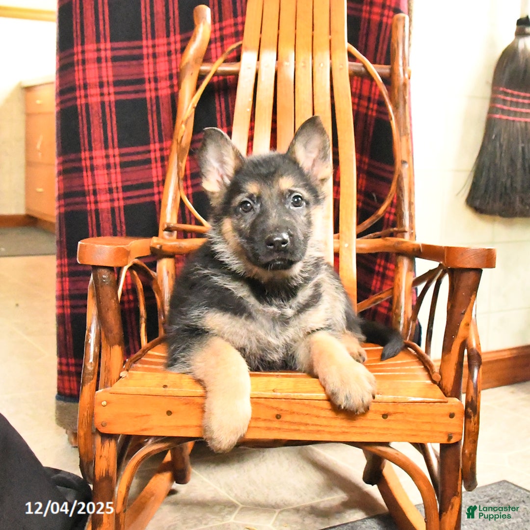 German Shepherd dogs for sale: Pretzel - Ad 2