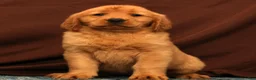 Golden Retriever dogs for sale: Ivory - Ad 5
