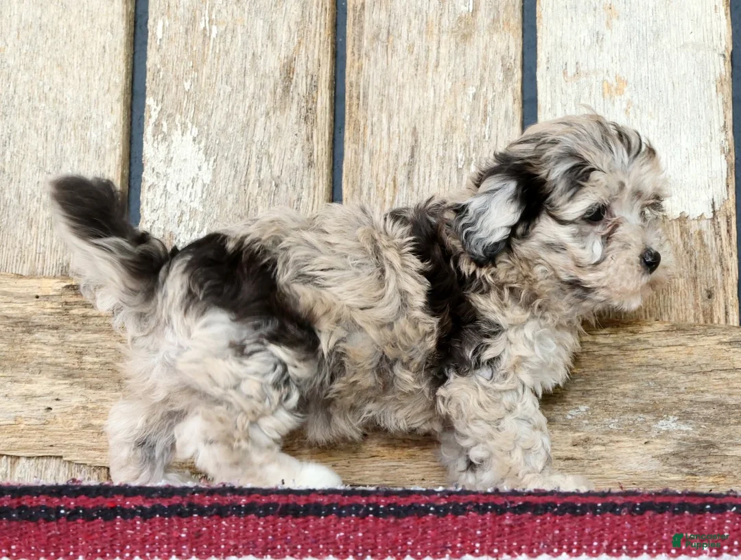 Havapoo dogs for sale: Macy - Ad 2