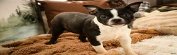 Boston Terrier dogs for sale: Howie - Ad 4