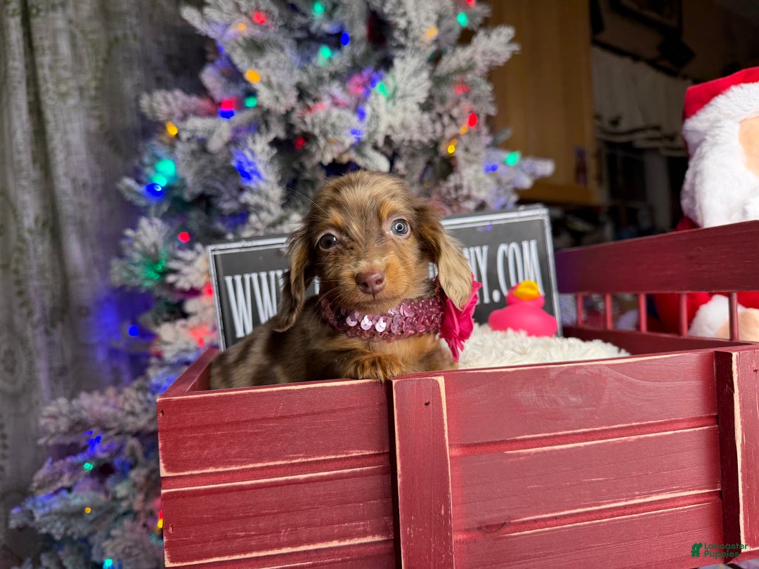 Miniature Dachshund dogs for sale: Ch bred Russian pea clear akc - Ad 6