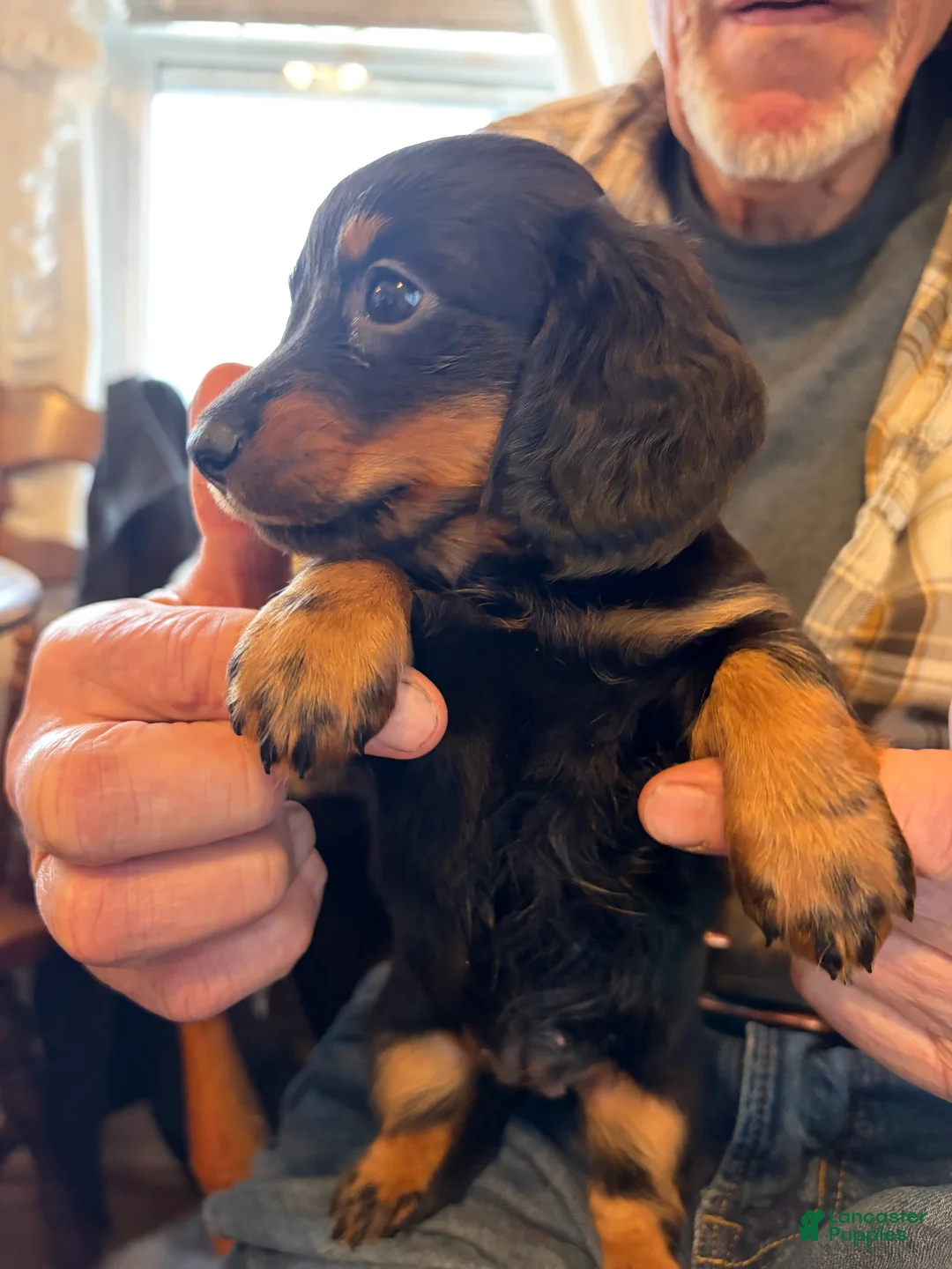 Dachshund dogs for sale: Lilly - Ad 1