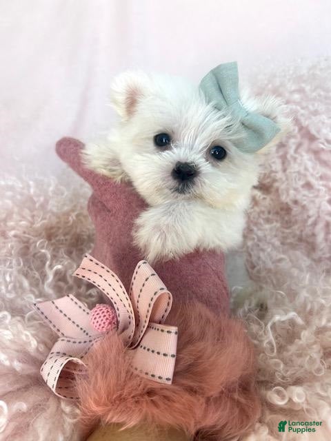 Maltese dogs Maltese Puppy 2 - Ad 21