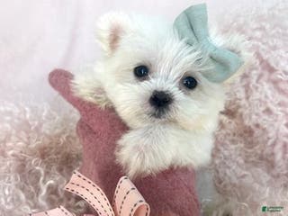 Maltese dogs Maltese Puppy 2 - Ad 23