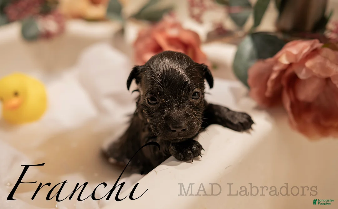 Labrador Retriever dogs for sale: Franchi - Ad 2