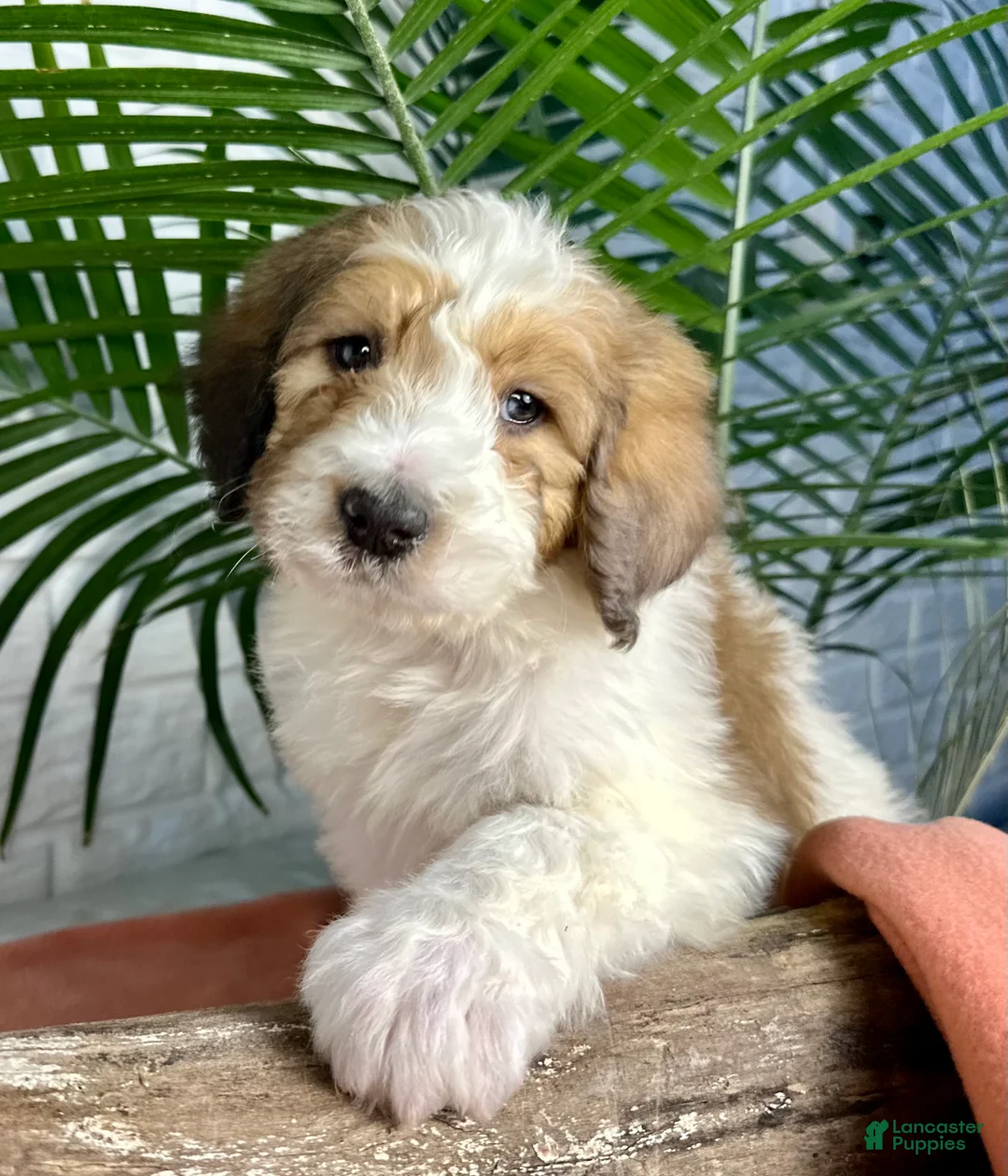 Saint Berdoodles dogs for sale: Daisy - Ad 5