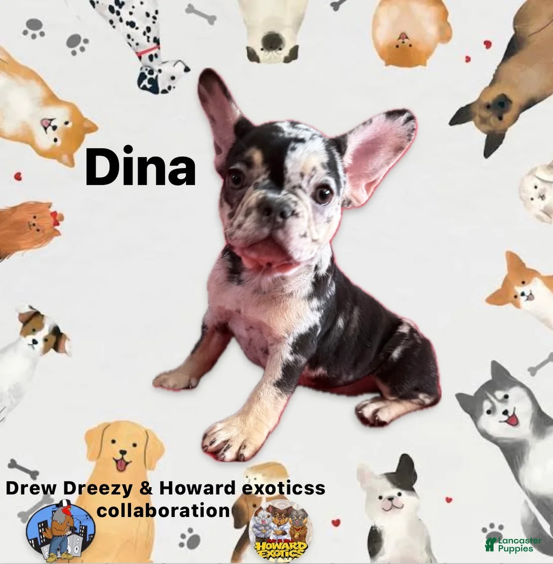 French Bulldog dogs for sale: French Bulldog Puppy 3 - Ad 1