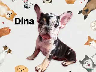 French Bulldog dogs French Bulldog Puppy 3 - Ad 24