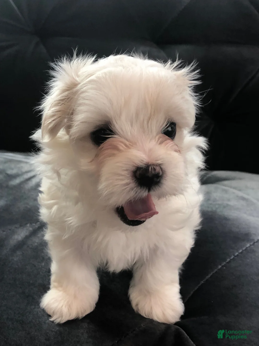 Maltese dogs for sale: Max - Ad 2