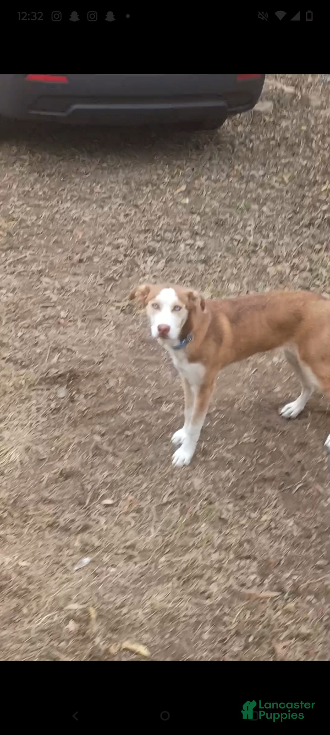 Mixed Breed dogs for sale: Mixed Breed Puppy 1 - Ad 1