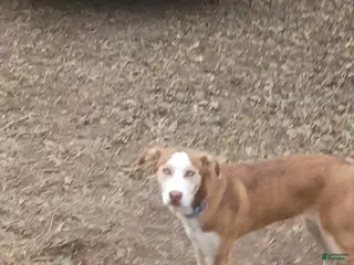 Mixed Breed dogs Mixed Breed Puppy 1 - Ad 35