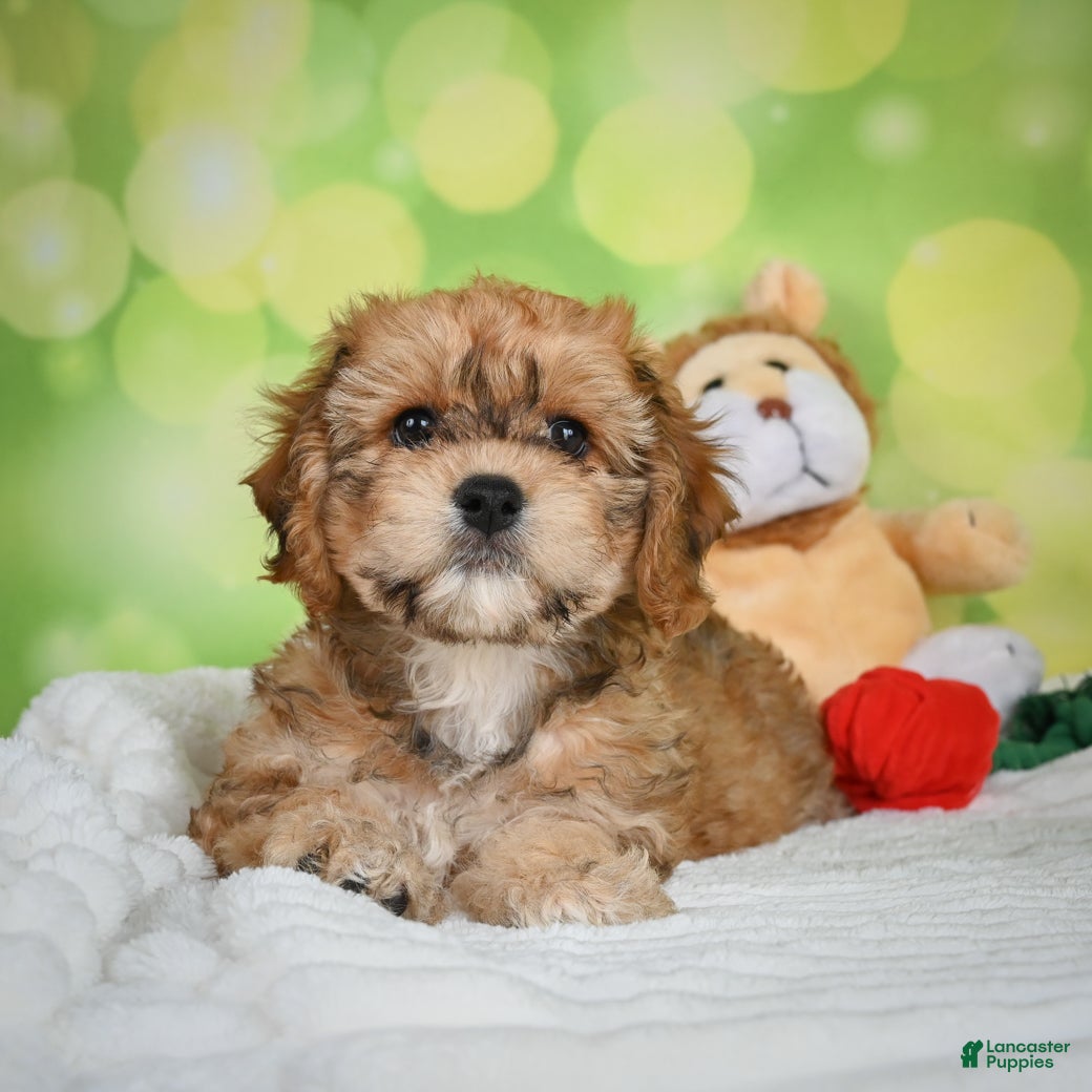 Cavachon dogs Lucy - Ad 1