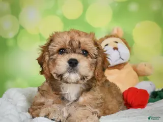 Cavachon dogs for sale: Lucy - Ad 4