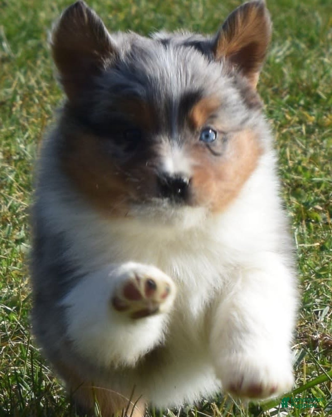 Gallery Image {{count}}