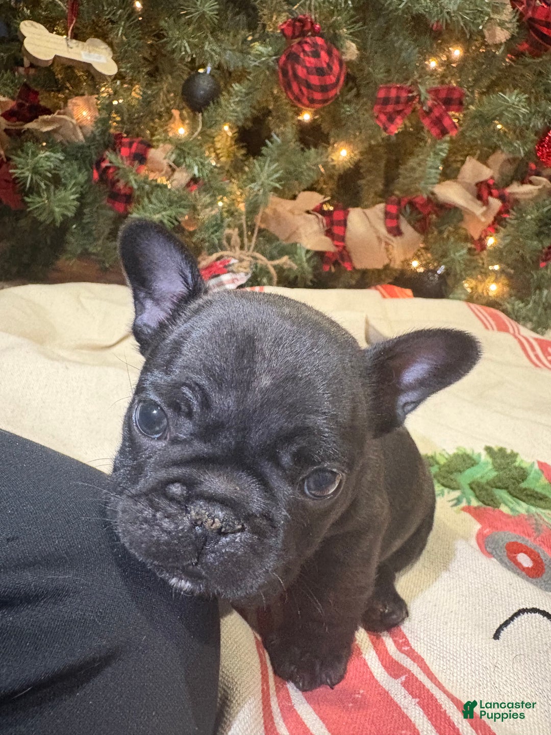French Bulldog dogs for sale: French Bulldog Puppy 3 (purple collar) tiny - Ad 3