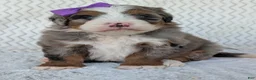 Mini Bernedoodle dogs for sale: Mini Indy  - Ad 36