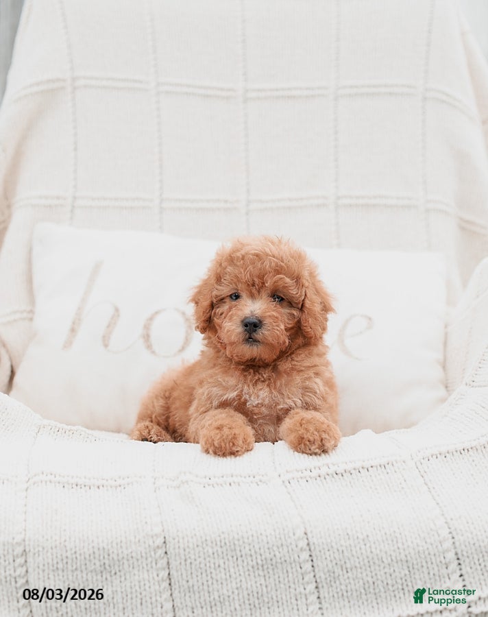 Miniature Poodle dogs Kersen - Ad 1