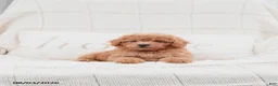 Miniature Poodle dogs for sale: Kersen - Ad 1