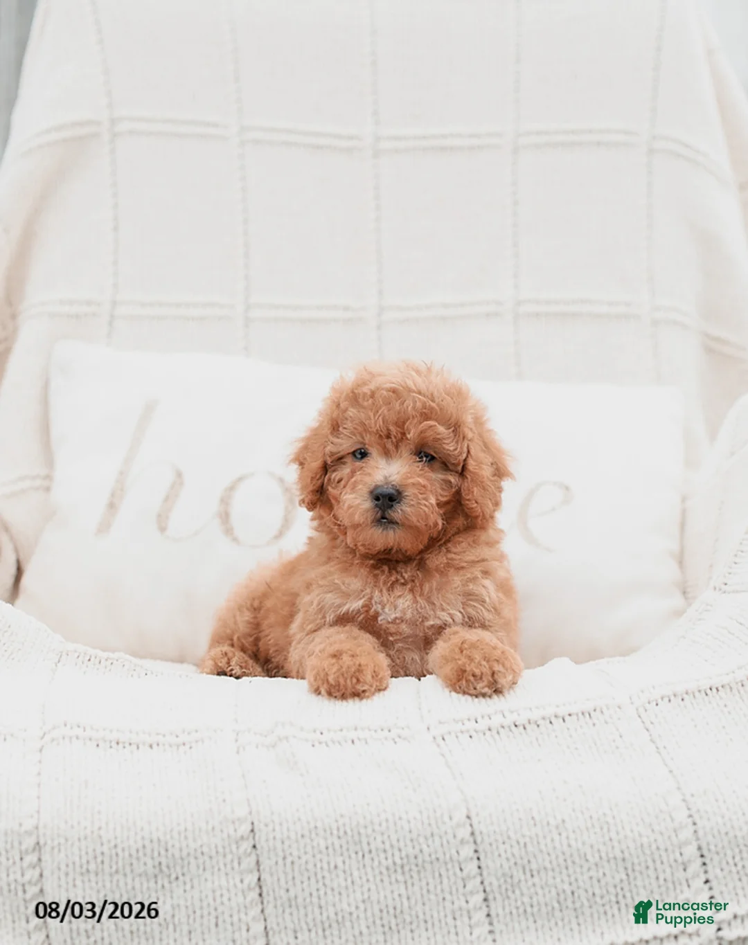 Miniature Poodle dogs for sale: Kersen - Ad 1