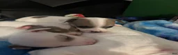 Chihuahua dogs for sale: Troubles - Ad 6