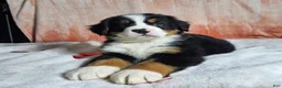 Bernese Mountain Dog dogs for sale: Bentley  - Ad 6