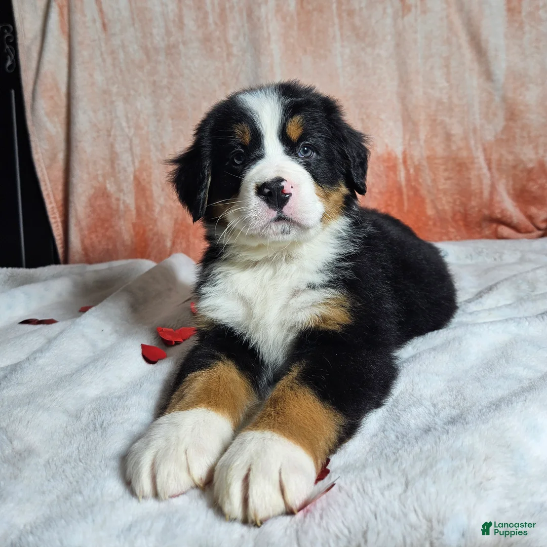 Bernese Mountain Dog dogs for sale: Bentley  - Ad 6