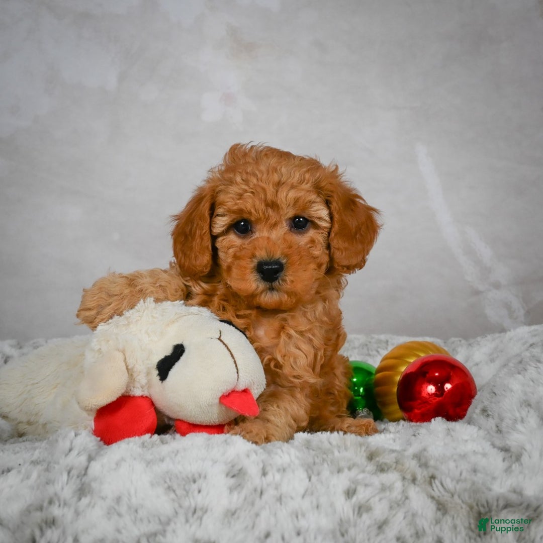 Miniature Poodle dogs for sale: Charles - Ad 3