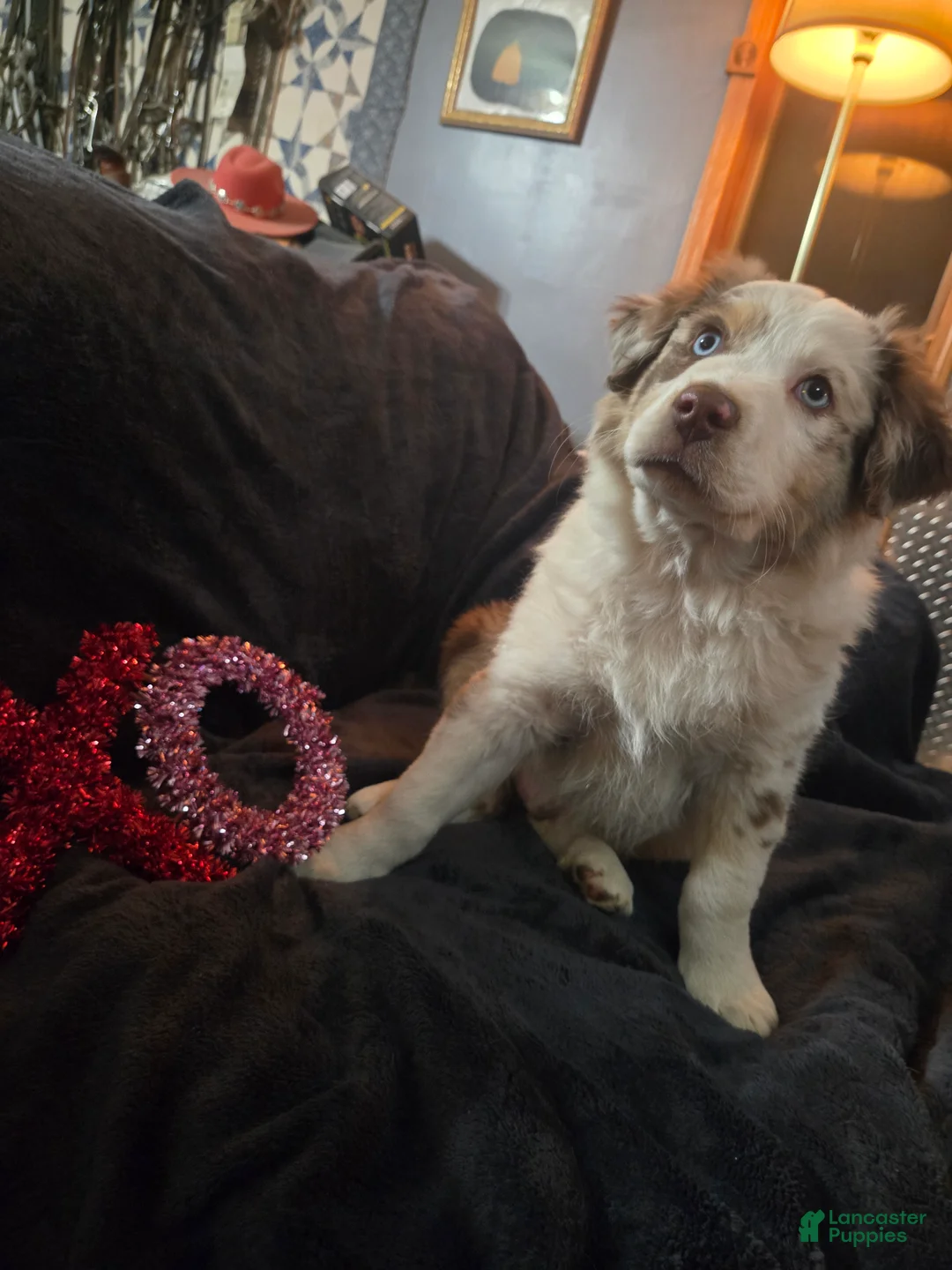 Australian Shepherd dogs for sale: Clifford - Australian Shepherd Puppy 1 - Ad 3