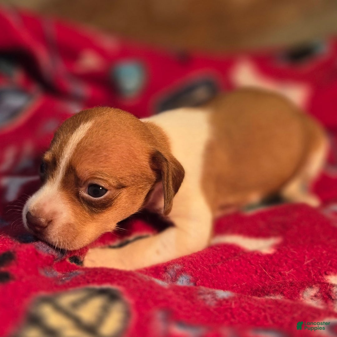 Beagle dogs for sale: Logan Queen Elizabeth Pocket Beagle - Ad 7