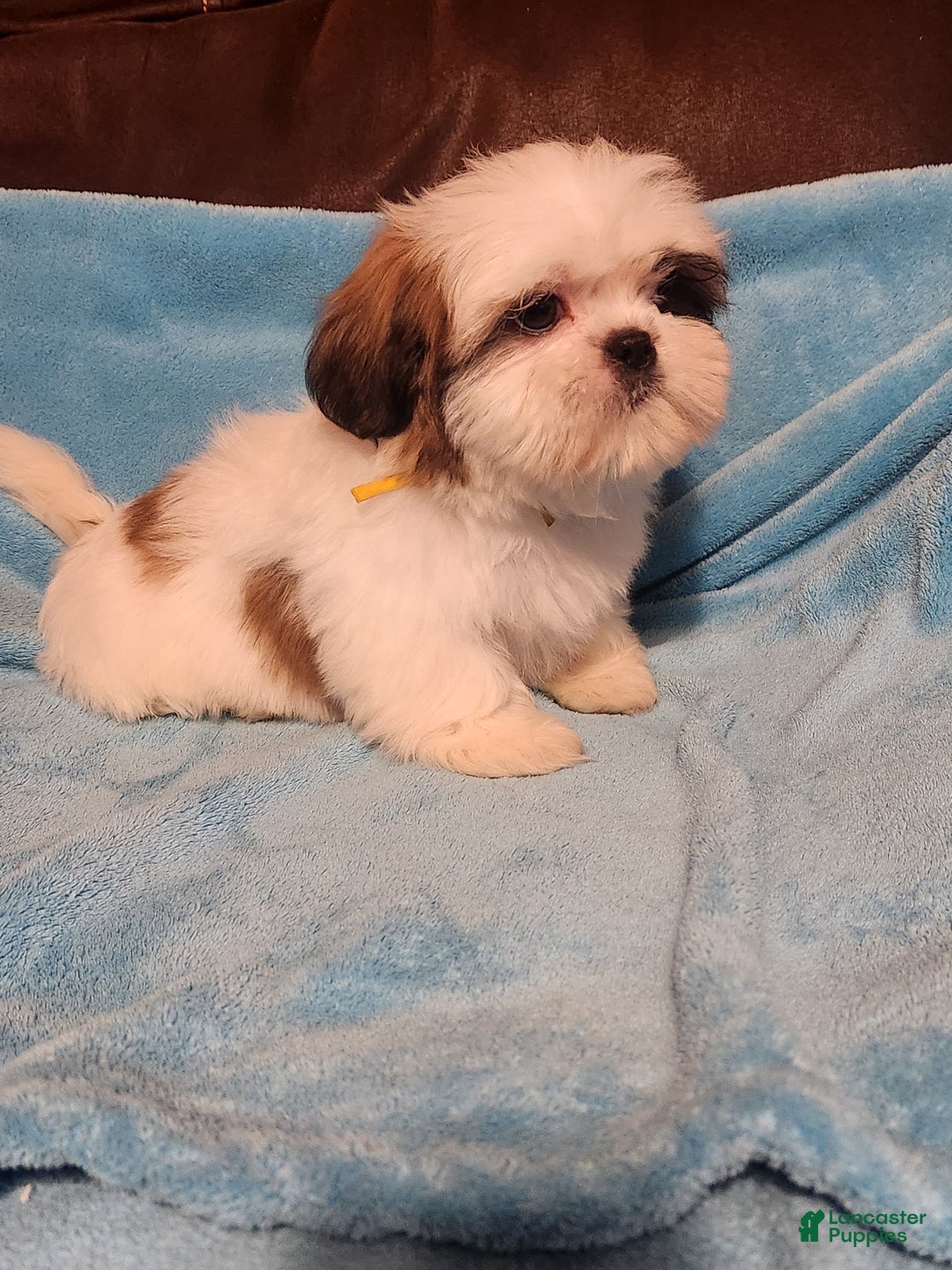 Shih Tzu dogs for sale: Shih Tzu Puppy 3 - Ad 5