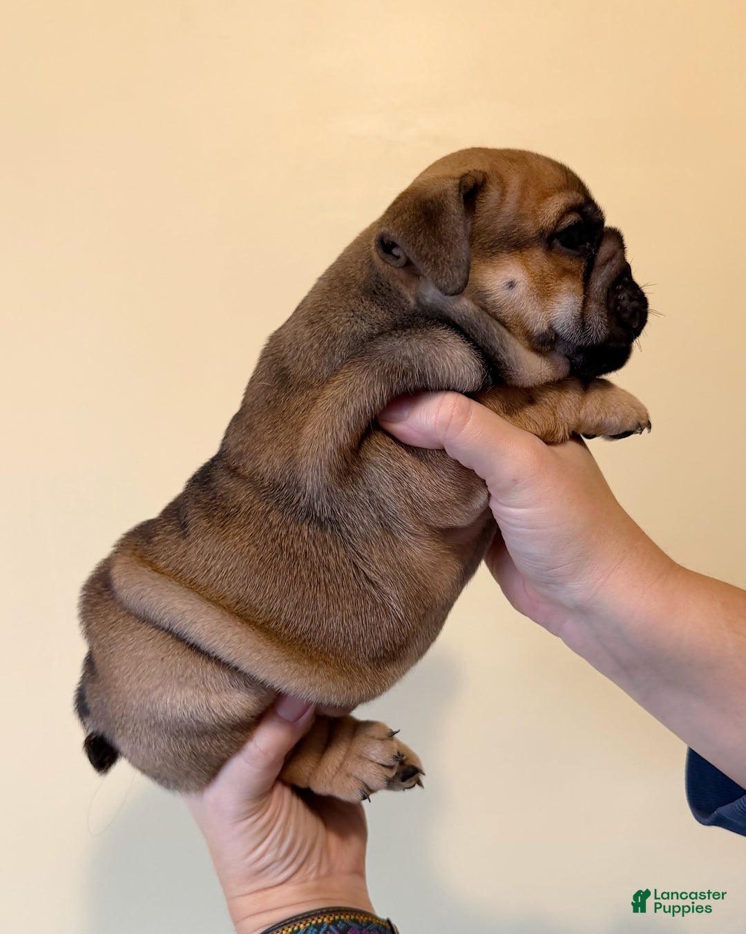 English Bulldog dogs for sale: Coco - Ad 6