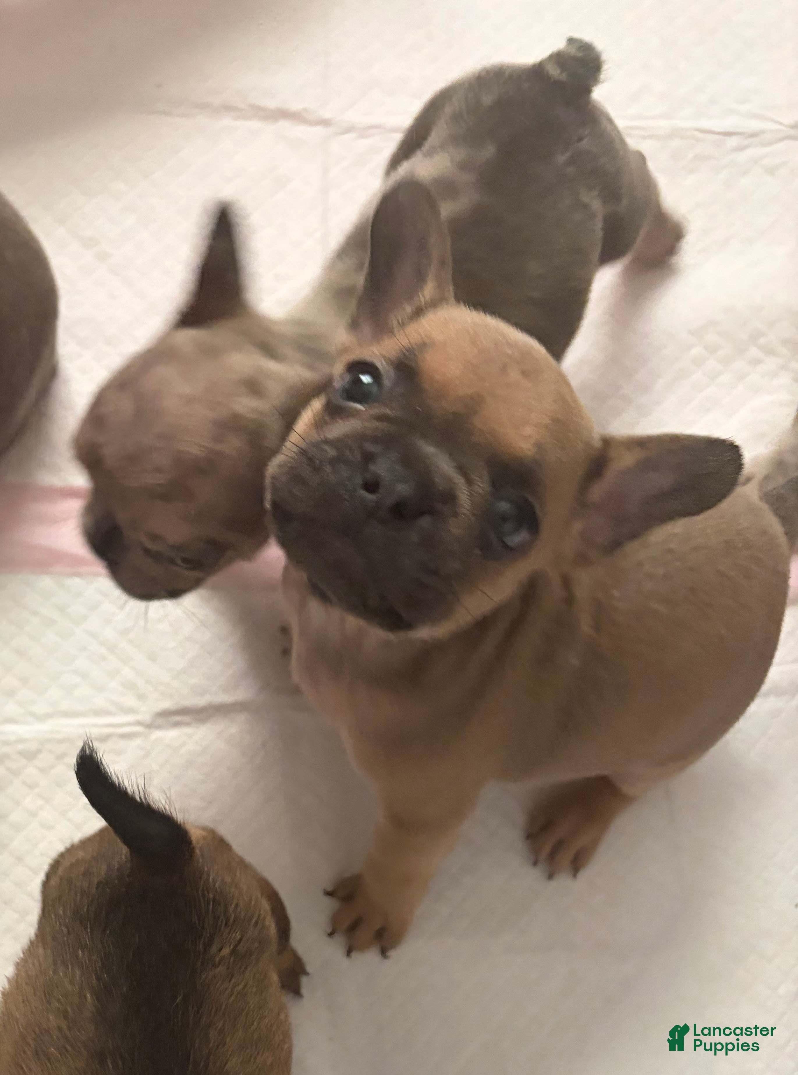 French Bulldog dogs French Bulldog  - Ad 14