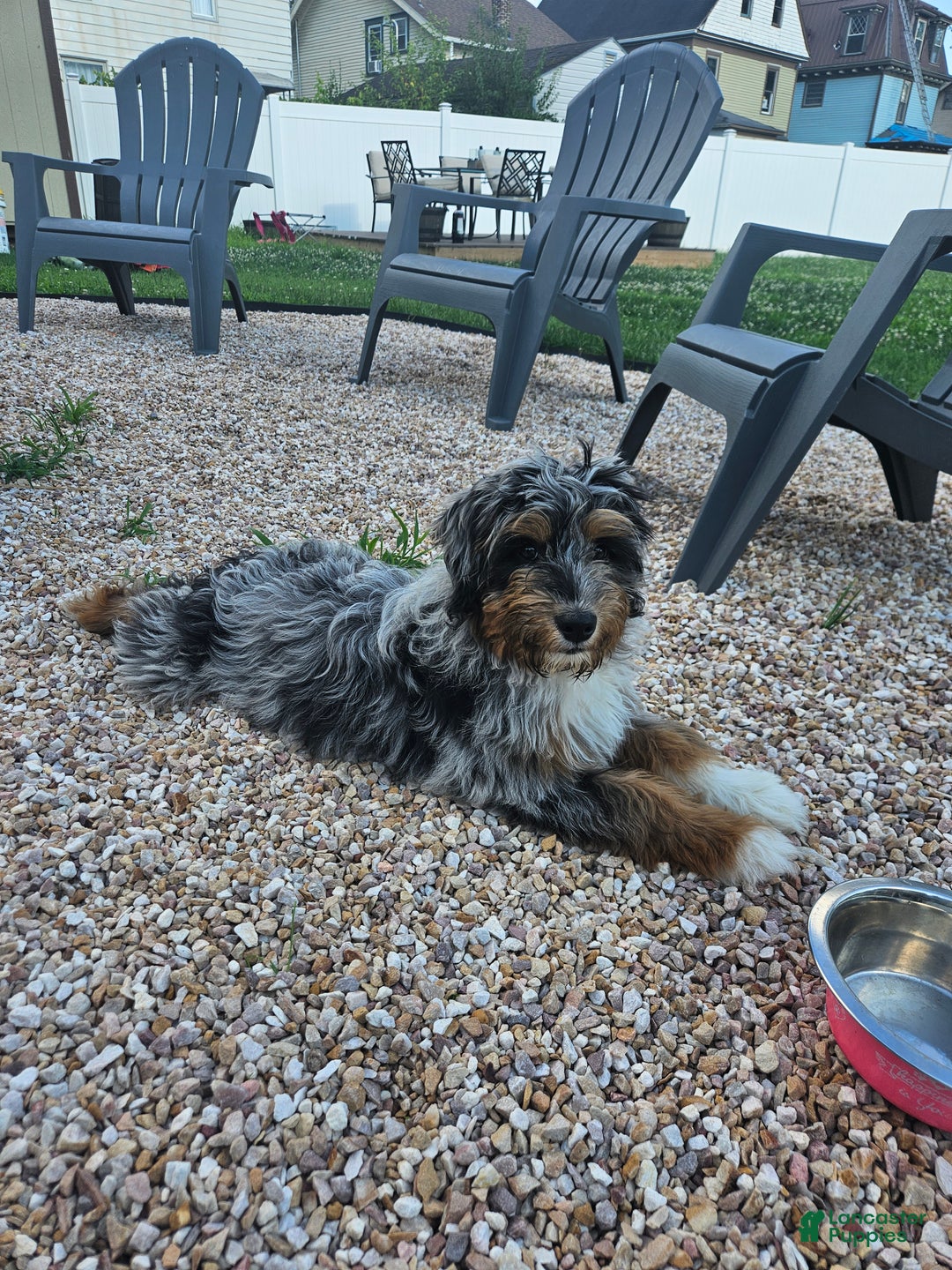 Mini Aussiedoodle dogs for stud: Stud  - Ad 2