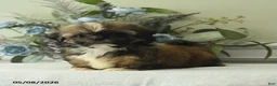 Shih Tzu dogs for sale: Hilda - Ad 3