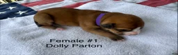 American Bulldog dogs for sale: Dolly Parton/ Female #1 - Ad 2