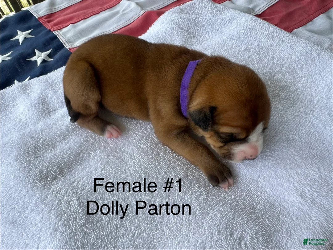American Bulldog dogs for sale: Dolly Parton/ Female #1 - Ad 2