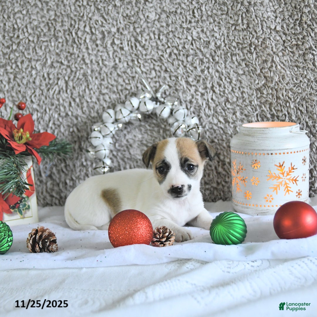 Jack Russell Terrier dogs for sale: Mikki - Ad 4