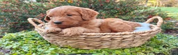 Goldendoodle dogs for sale: Moose - Ad 7